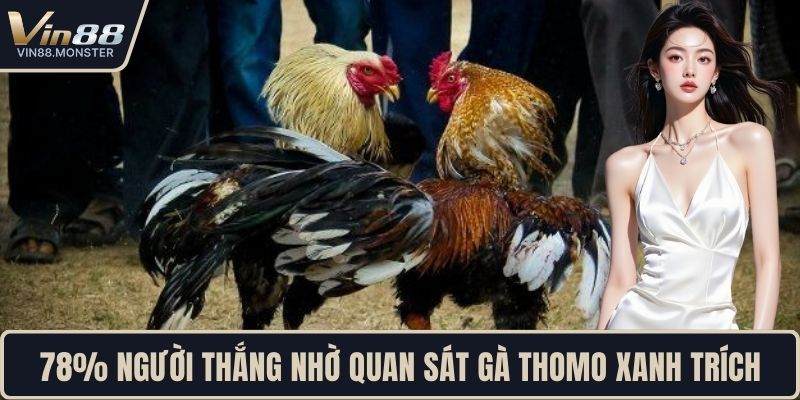 78% người thắng nhờ quan sát gà thomo xanh trích