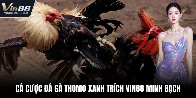 Đá gà thomo xanh trích